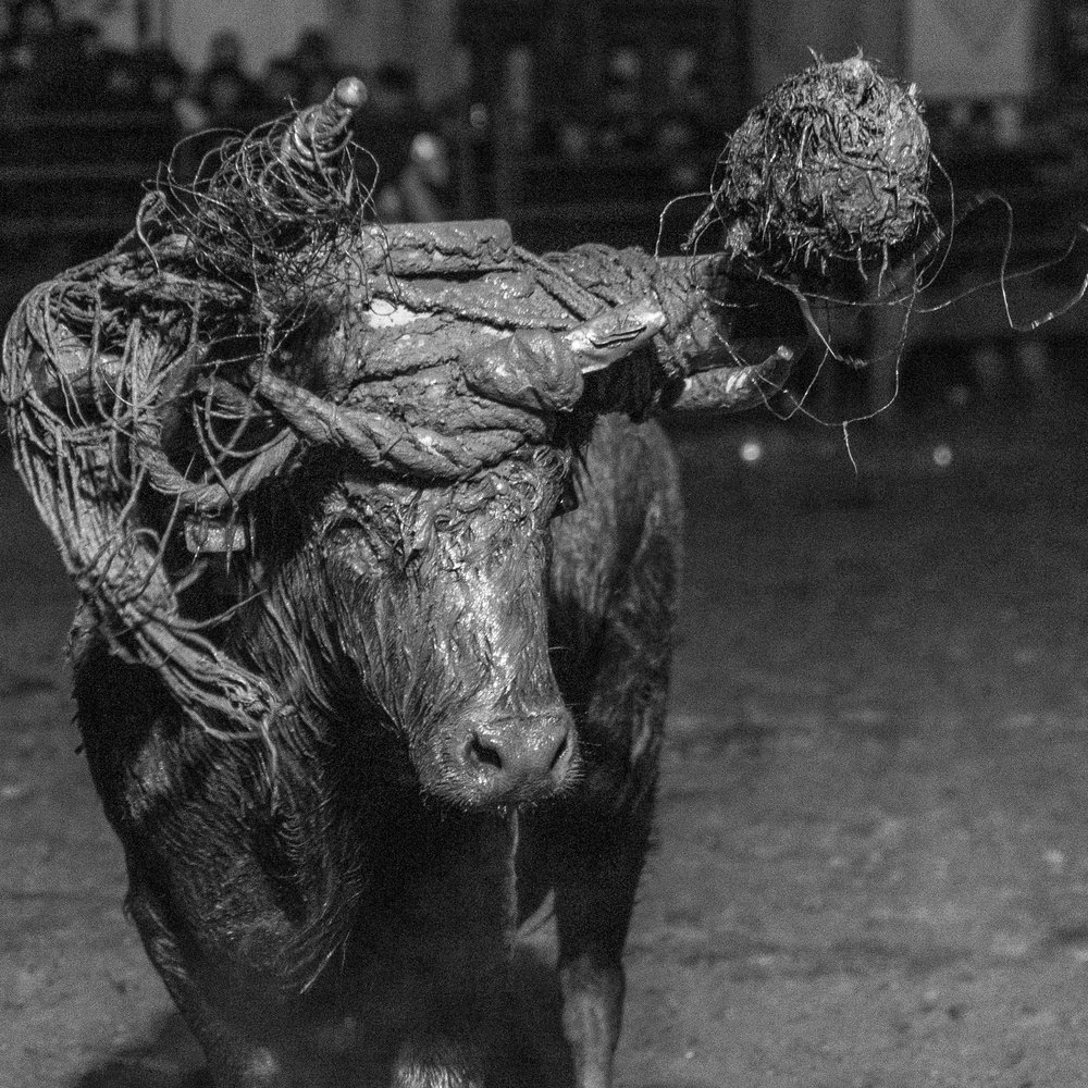 El toro del Toro Júbilo de Medinaceli, cubierto de barro y con la gamella en los cuernos, mirando a cámara